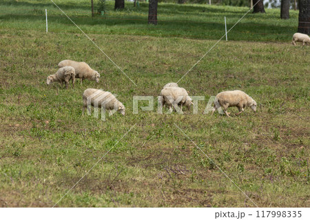 Flock of sheep grazing in green pasture on farm Flock of sheep grazing in green pasture on farm 117998335