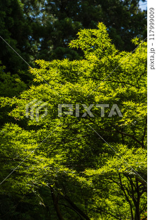 三重県志摩市磯部町にある天の岩戸の境内の風景 117999009