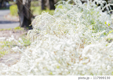 ＜庄内緑地公園＞満開の雪柳 117999130