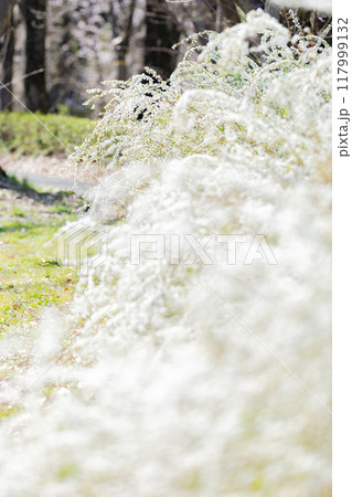 ＜庄内緑地公園＞満開の雪柳 117999132
