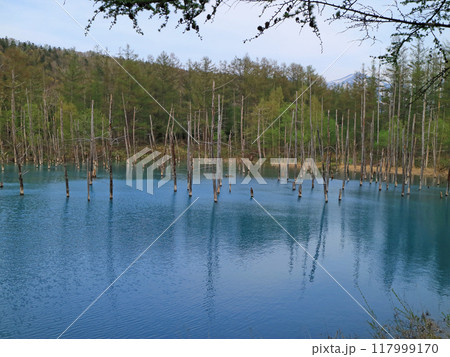 北海道白金青い池の神秘的な水の色と立ち枯れの木 北海道白金青い池の神秘的な水の色と立ち枯れの木 117999170