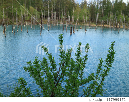 北海道白金青い池の神秘的な水の色 北海道白金青い池の神秘的な水の色 117999172