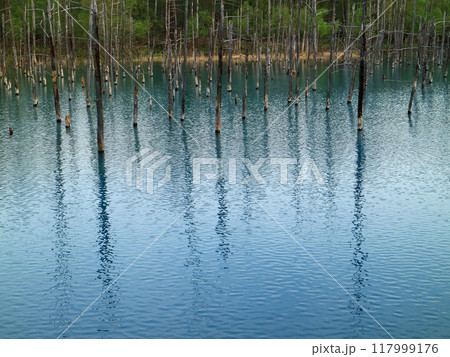北海道白金青い池の神秘的な水の色 北海道白金青い池の神秘的な水の色 117999176