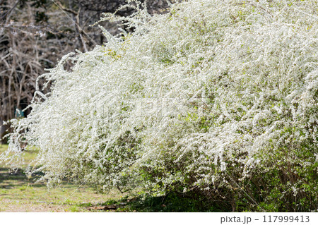 ＜庄内緑地公園＞満開の雪柳 117999413
