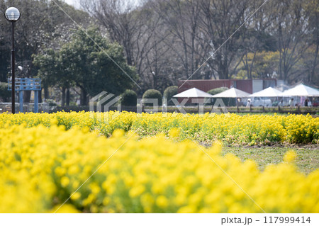 ＜庄内緑地公園＞菜の花畑 117999414