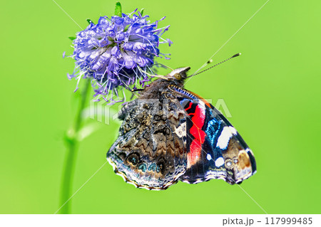 Red Admiral butterfly (Vanessa Atalanta) sitting on blue flower Devil's-bit scabious, isolated on green background Red Admiral butterfly (Vanessa Atalanta) sitting on blue flower Devil's-bit scabious, isolated on green background 117999485