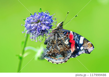 Red Admiral butterfly (Vanessa Atalanta) sitting on blue flower Devil's-bit scabious, isolated on green background Red Admiral butterfly (Vanessa Atalanta) sitting on blue flower Devil's-bit scabious, isolated on green background 117999486