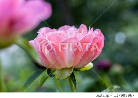 Herbaceous Peonies Pink Hawaiian Coral in flower Herbaceous Peonies Pink Hawaiian Coral in flower 117999967
