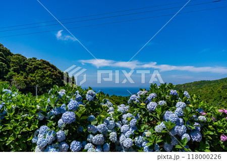 笠山観光農園の紫陽花の風景(阿久根市) 笠山観光農園の紫陽花の風景(阿久根市) 118000226