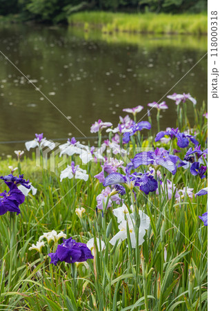 日本　三重県伊勢市にある伊勢神宮の外宮の勾玉池に咲く花菖蒲 118000318