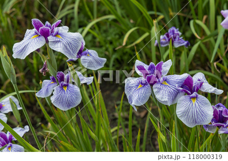 日本 三重県伊勢市にある伊勢神宮の外宮の勾玉池に咲く花菖蒲 日本 三重県伊勢市にある伊勢神宮の外宮の勾玉池に咲く花菖蒲 118000319