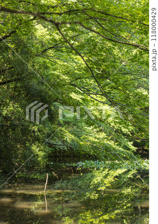 日本 三重県伊勢市にある伊勢神宮の内宮の御池 日本 三重県伊勢市にある伊勢神宮の内宮の御池 118000429