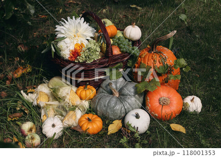 Autumn garden still life. Pumpkins, corns and dahlia flowers in sunlight. Apples, grapes fruit, olive tree branches in basket. Fall harvest. Thanksgiving outdoor arrangement, farming concept. 118001353
