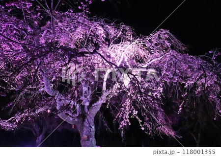 幻想的な満開の夜桜の饗宴 幻想的な満開の夜桜の饗宴 118001355