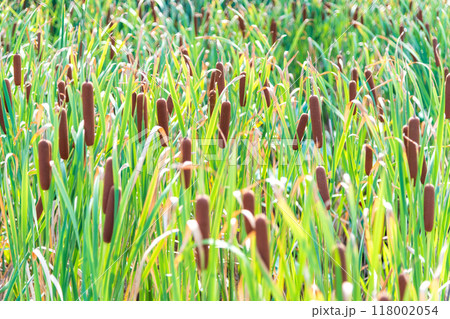 初秋のガマの群生 118002054