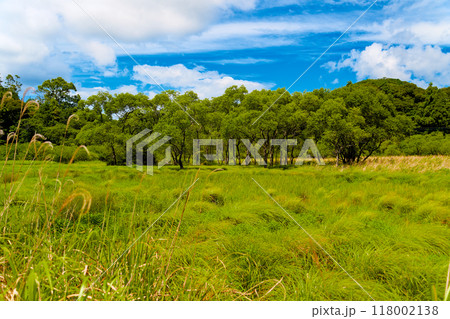 原野夏空④ 118002138