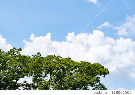 夏の青空と樹木と白い雲 夏の青空と樹木と白い雲 118002500