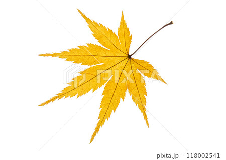 紅葉（黄色） 118002541