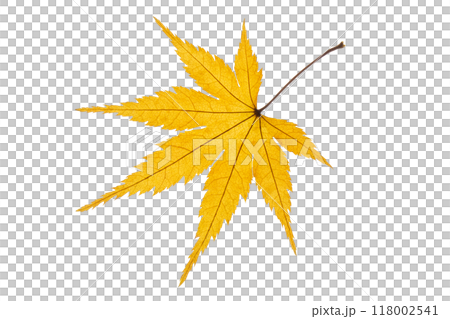 紅葉（黄色） 118002541