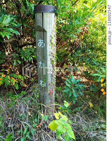 静岡県・城ヶ崎自然研究路・あかね（2023年） 118002547