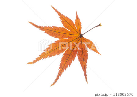 紅葉 紅葉 118002570