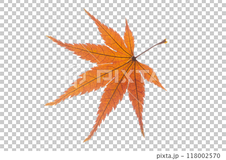 紅葉 紅葉 118002570