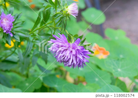 Flowers of Asters is growing in garden. Countryside. Purple flowers in meadow. Blooming flowers. 118002574