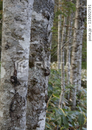 シラビソの樹皮 118002591