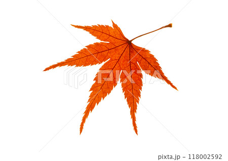 紅葉 紅葉 118002592
