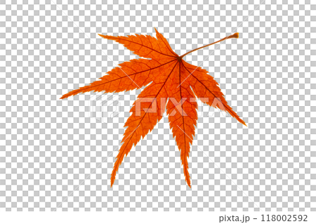 紅葉 紅葉 118002592