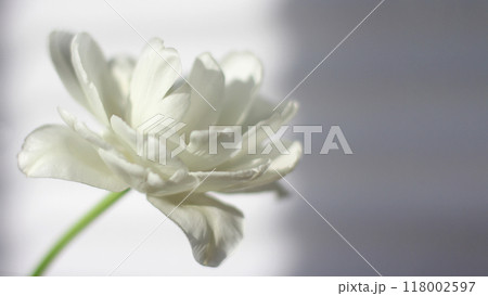 White tulip close-up, soft focus. The concept of women holidays, mother day, women birthday. 118002597