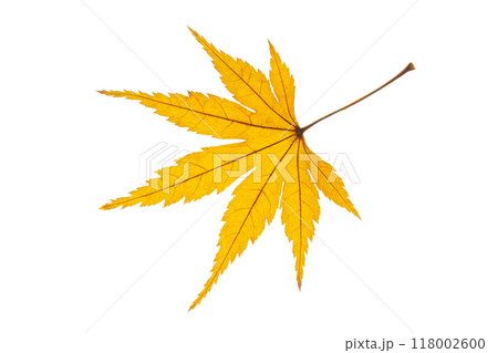 紅葉（黄色） 118002600
