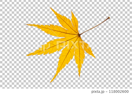 紅葉（黄色） 118002600