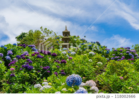 いこいの里園の紫陽花の風景（鹿屋市） 118002666