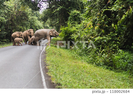 Group of wild elephants walking across the road National Park. Group of wild elephants walking across the road National Park. 118002684