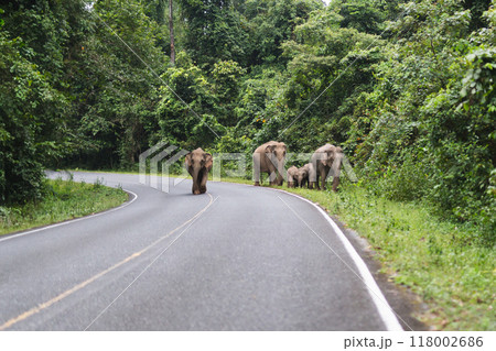 Group of wild elephants walking across the road National Park. Group of wild elephants walking across the road National Park. 118002686