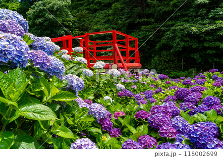 いこいの里園の紫陽花の風景（鹿屋市） 118002699
