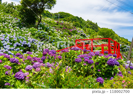 いこいの里園の紫陽花の風景（鹿屋市） 118002700
