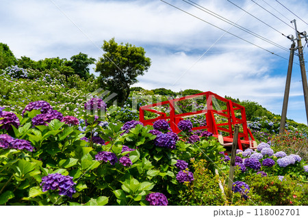 いこいの里園の紫陽花の風景（鹿屋市） 118002701