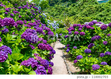 いこいの里園の紫陽花の風景（鹿屋市） 118002703