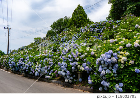 いこいの里園の紫陽花の風景(鹿屋市) いこいの里園の紫陽花の風景(鹿屋市) 118002705