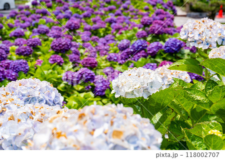 いこいの里園の紫陽花の風景(鹿屋市) いこいの里園の紫陽花の風景(鹿屋市) 118002707