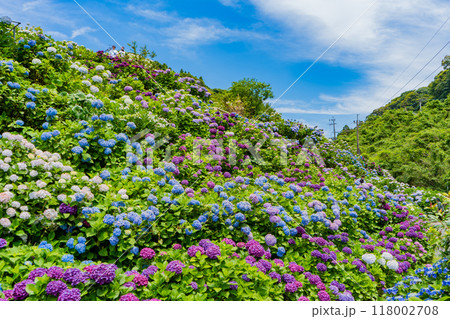 いこいの里園の紫陽花の風景(鹿屋市) いこいの里園の紫陽花の風景(鹿屋市) 118002708