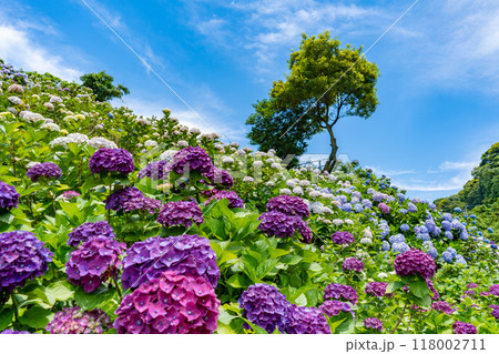 いこいの里園の紫陽花の風景(鹿屋市) いこいの里園の紫陽花の風景(鹿屋市) 118002711
