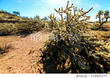 Cholla cactus, Sonora Desert, Mid Spring Cholla cactus, Sonora Desert, Mid Spring 118003277