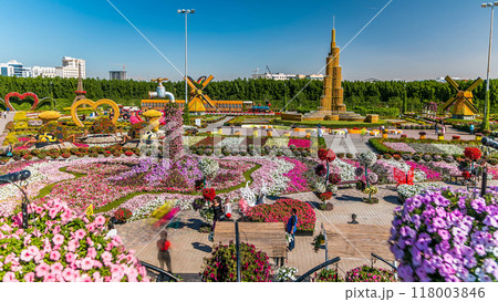Dubai miracle garden timelapse with over 45 million flowers in a sunny day, United Arab Emirates 118003846