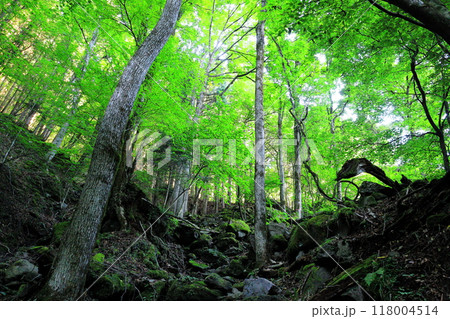 那須塩原の秘境 スッカン沢 雄飛の滝線歩道 那須塩原の秘境 スッカン沢 雄飛の滝線歩道 118004514