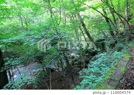 那須塩原の秘境　スッカン沢　雄飛の滝線歩道 118004574