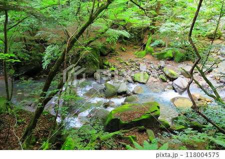 那須塩原の秘境 スッカン沢 雄飛の滝線歩道 那須塩原の秘境 スッカン沢 雄飛の滝線歩道 118004575