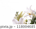 鉄砲ゆり（30） 118004685